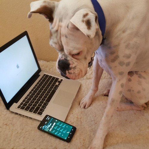 Phone Consults with Happi Dawgs