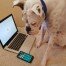 Phone Consults with Happi Dawgs